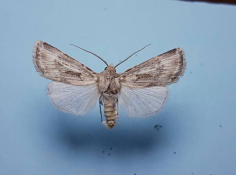 Agrotis cfr. haifae, Noctuidae